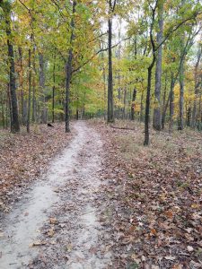 Lime Kiln Trail Leaves