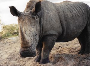 Busch Gardens Rhino 2002