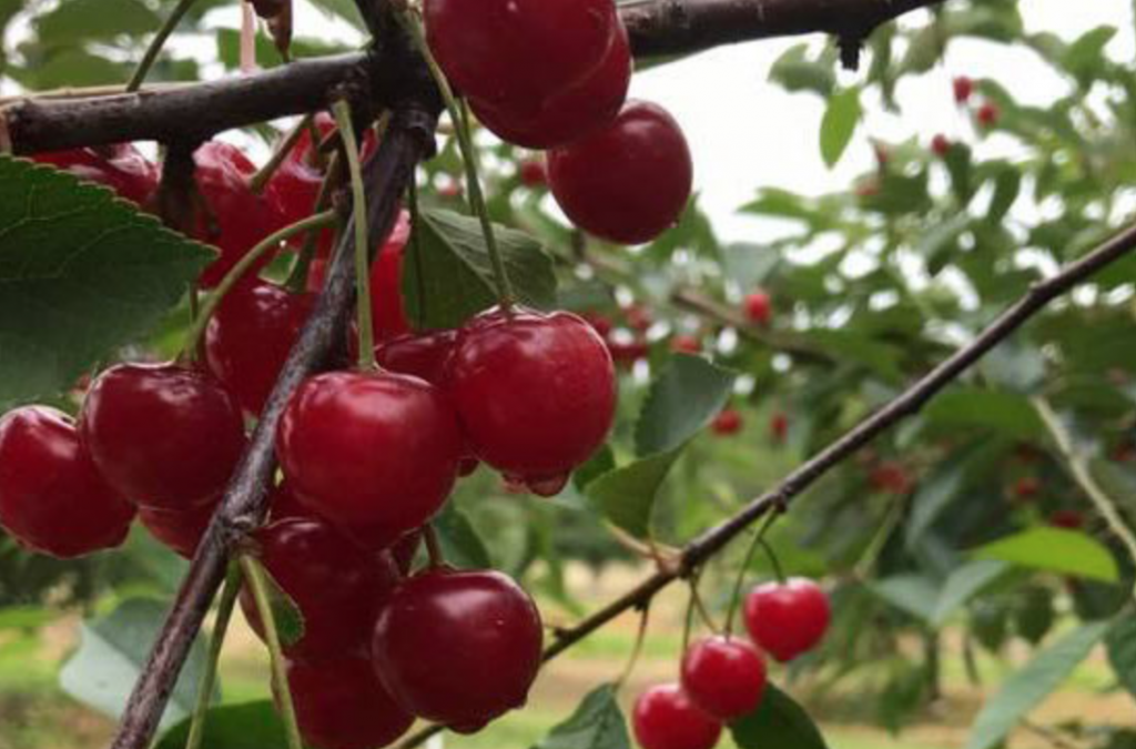 Door County Cherries