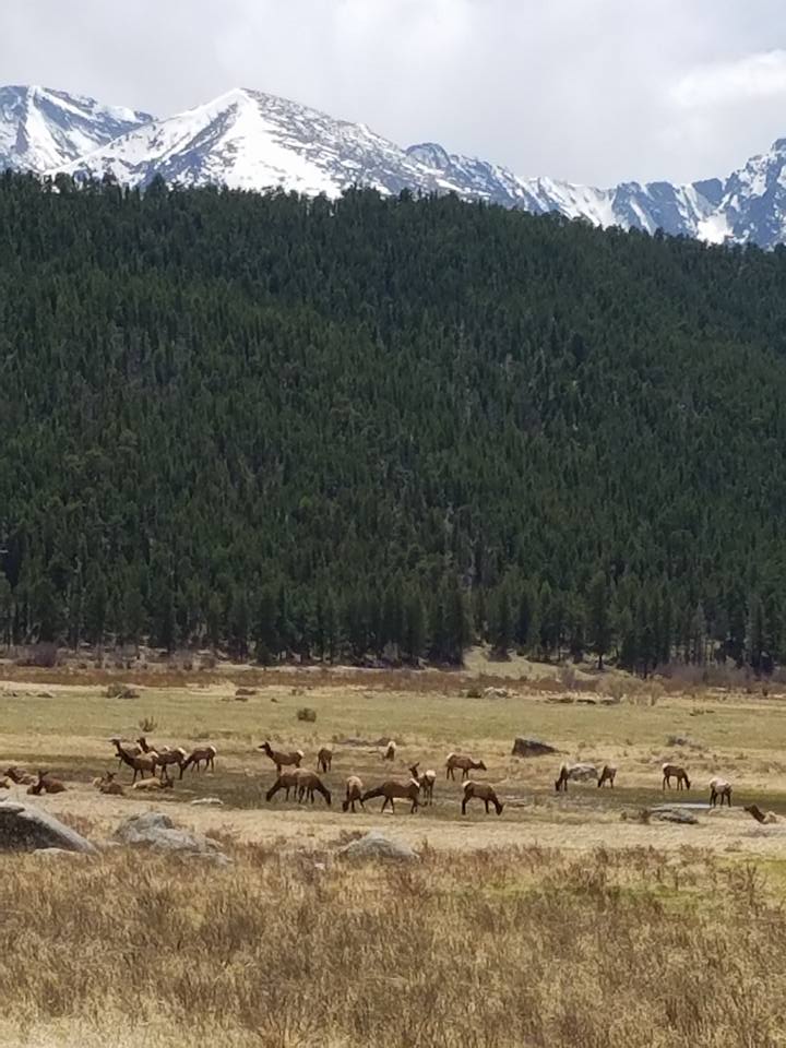 Elk Herd